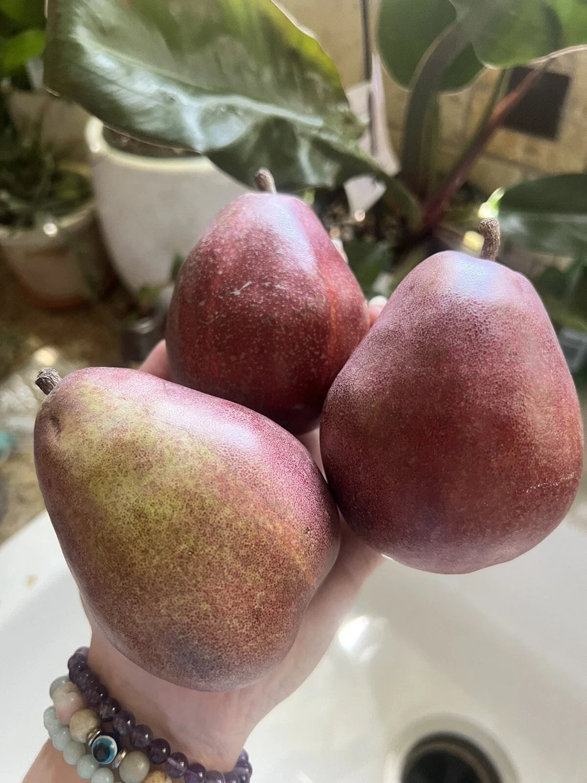 Red Anjou Pear Seeds – Non-GMO, Edible Fruit for Garden, Smoothies, Pyrus communis, Deciduous Fruit Tree, Organic Gardening