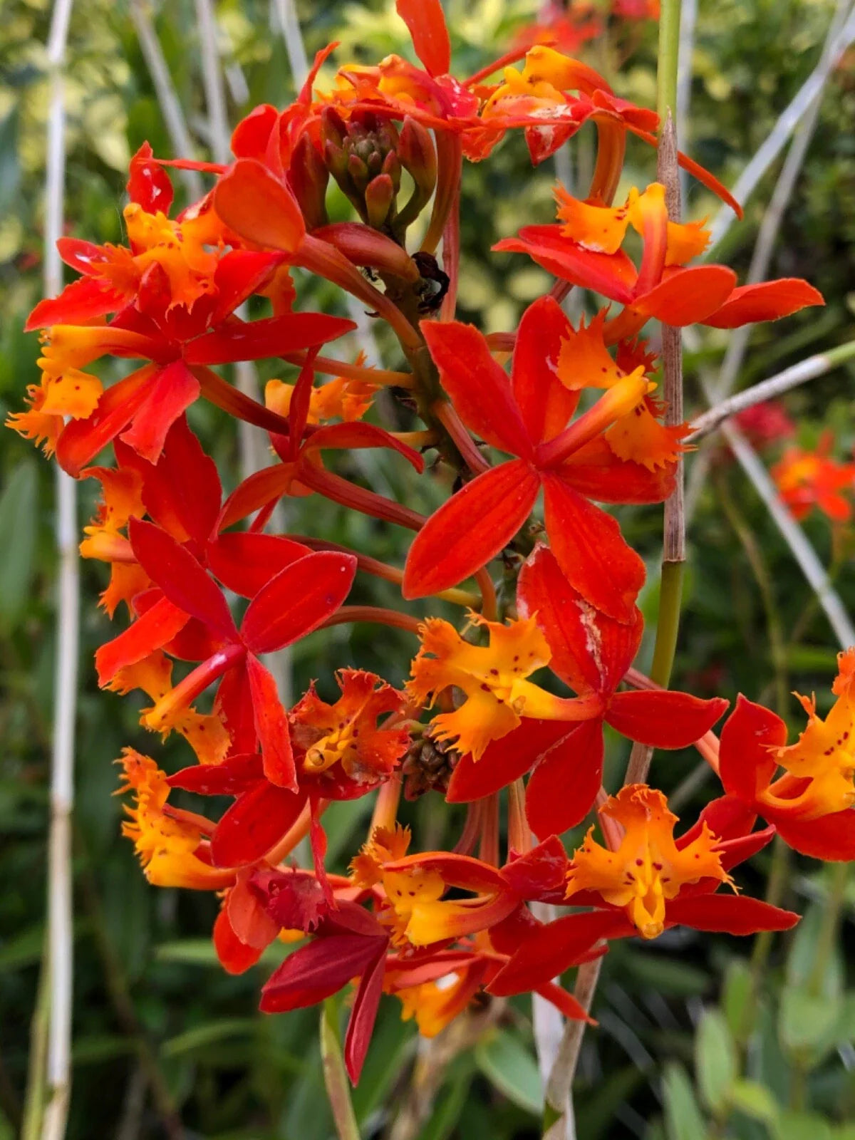 Epidendrum Radicans Orange Orchid Cuttings – 2 Live Plants for Pot or Ground, Tropical Flowering Orchid
