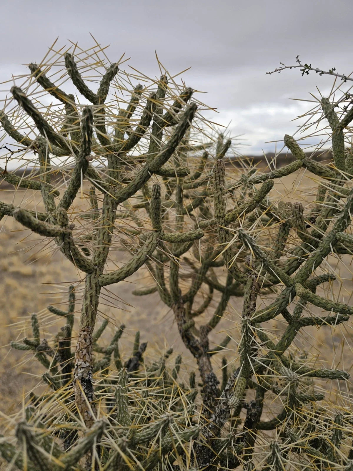 Cylindropuntia Ramosissima Cuttings - 3 Branches, Diamond Cholla Succulent Cactus, Drought-Tolerant, Desert Garden Plant