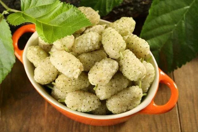 White Mulberry Tree Seeds - 50+ Non-GMO Morus Alba Fruit Tree Seeds for Garden, Landscape & Wildlife