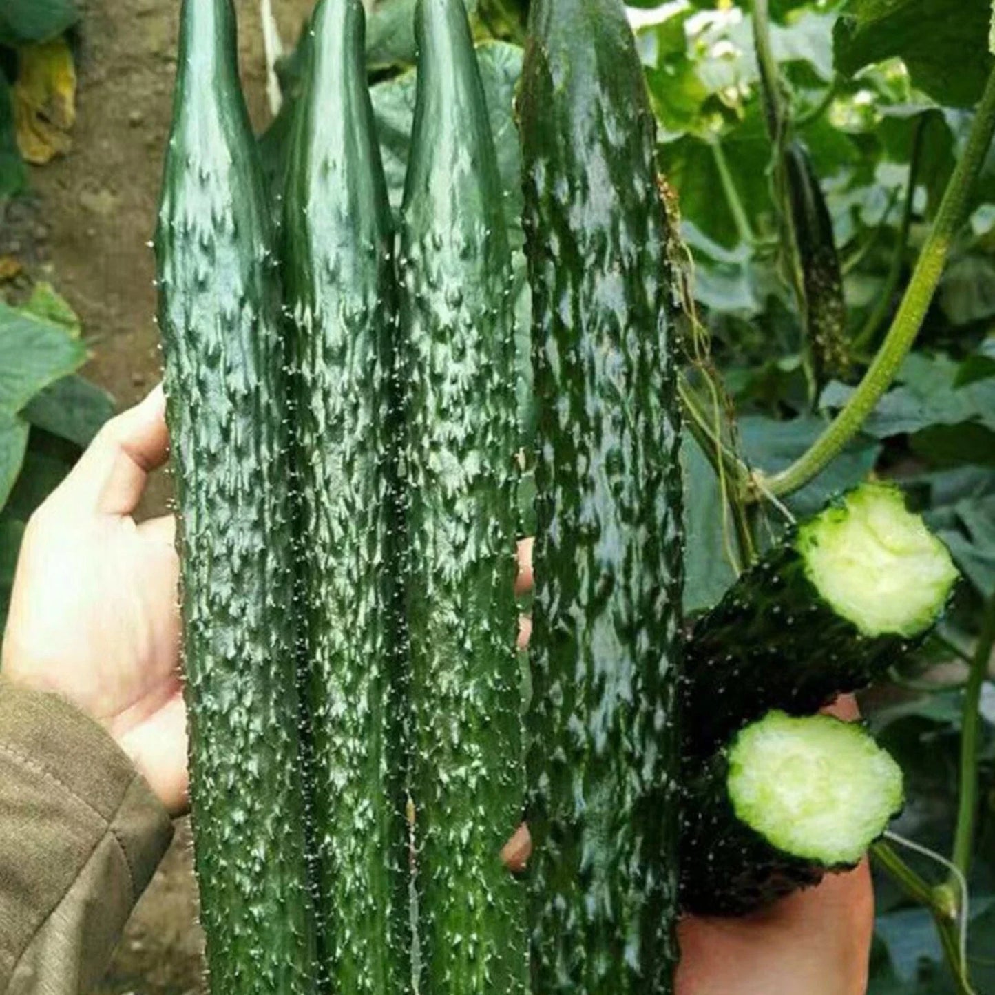 Asian Suyo Long Cucumber Seeds - Heirloom, Non-GMO, Cucumis sativus, Vegetable Garden Seeds, Long Hybrid