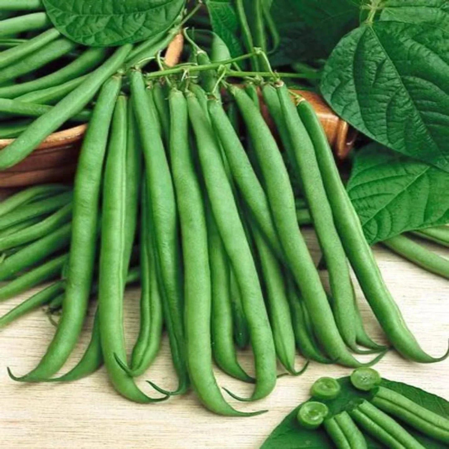 Top Crop Bush Green Bean Seeds - Heirloom NON-GMO Stringless Organic Phaseolus vulgaris