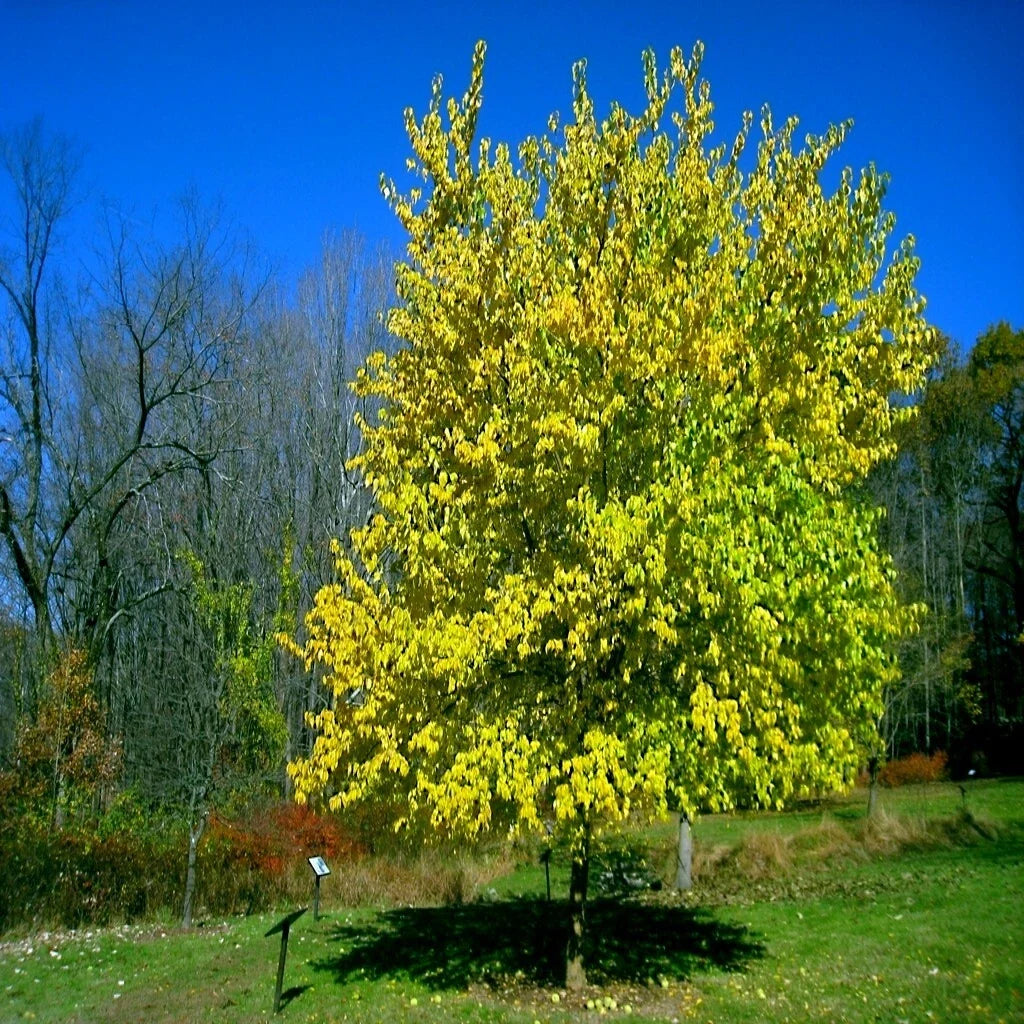 Osage Orange Tree Seeds - 20 Count Maclura Pomifera Hardy Hedge Apple Seeds for Landscaping