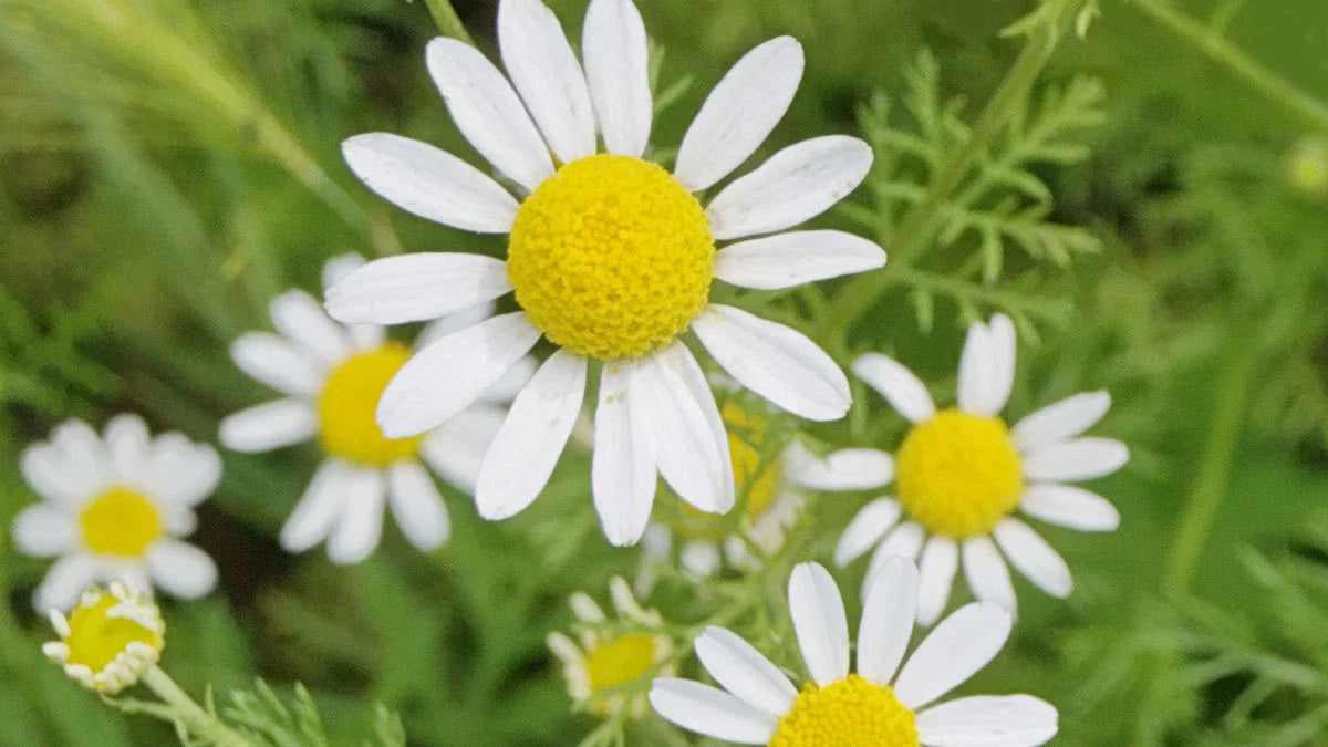 Roman Chamomile Seeds - NON-GMO Ground Cover for Teas & Medicine - Chamaemelum nobile