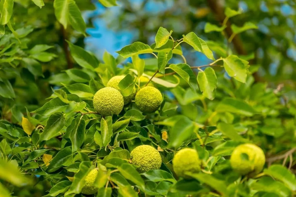 Osage Orange Tree Seedlings 12-24 inches for Planting Maclura pomifera, Hardy Hardwood, Privacy Screen, Windbreak