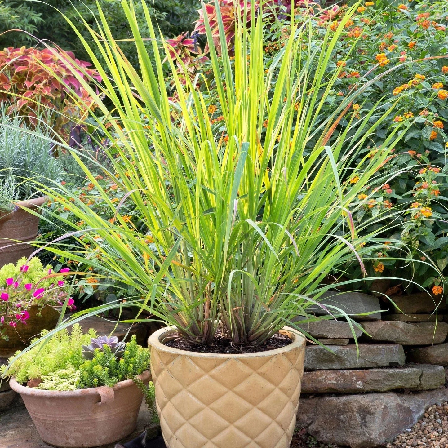 Set of 2 Lemongrass Rooted Plants – Cymbopogon citratus – Edible Live Herb – No Pot Included