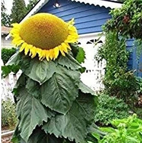 Mongolian Sunflower Seeds | 10 Pack | Largest Helianthus annuus for Tall Sunflowers