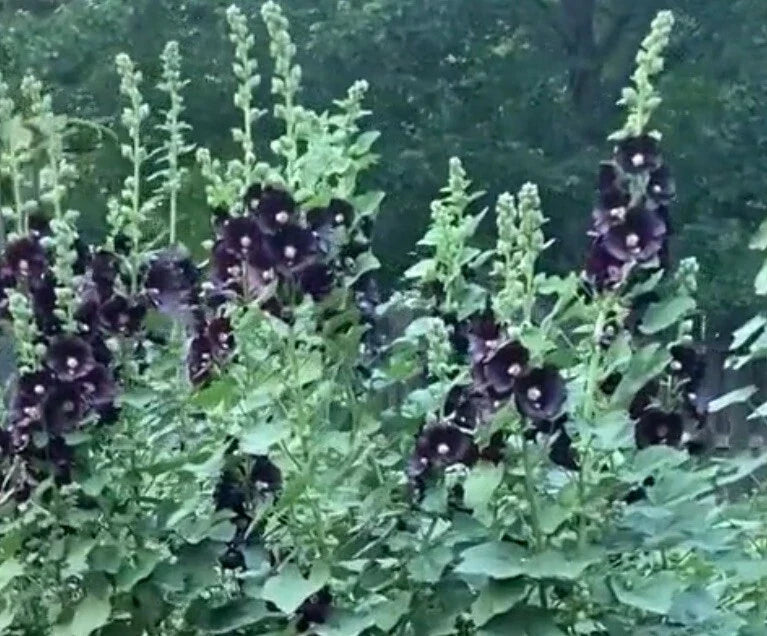 Black Hollyhock Flower Seeds - 15+ Seeds, Dark Purple Bloom, Alcea rosea, Perennial Biennial, Tall Upright Plant