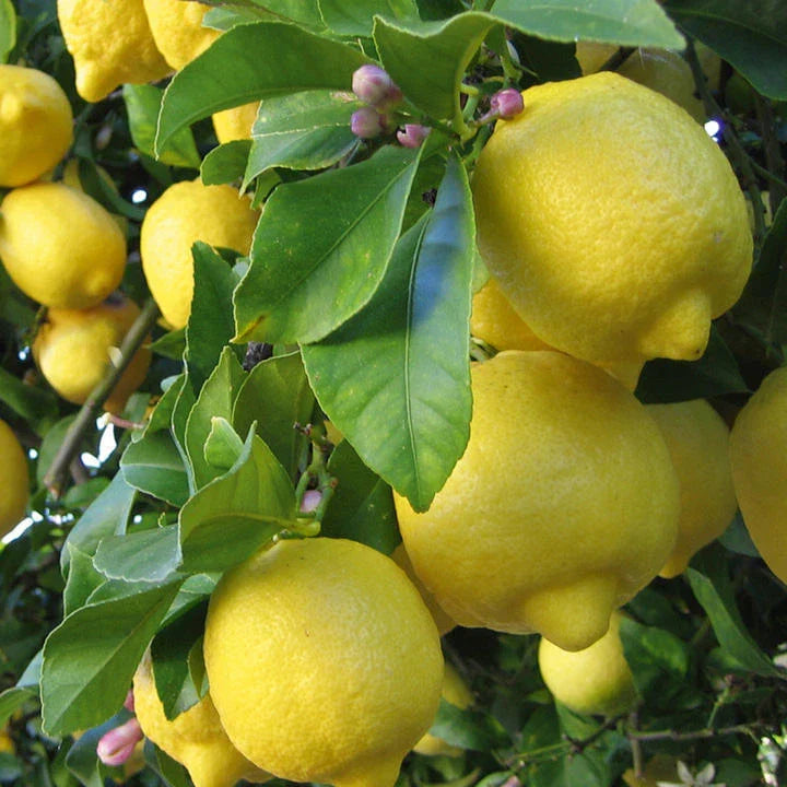 Meyer Lemon Seeds - 5+ Organic Non-GMO Citrus Seeds - Pesticide Free Edible Fruit Tree