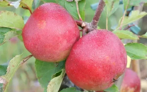 Stayman Apple Seeds - 25+ for Planting, Malus domestica, Fruit Tree, USA Origin