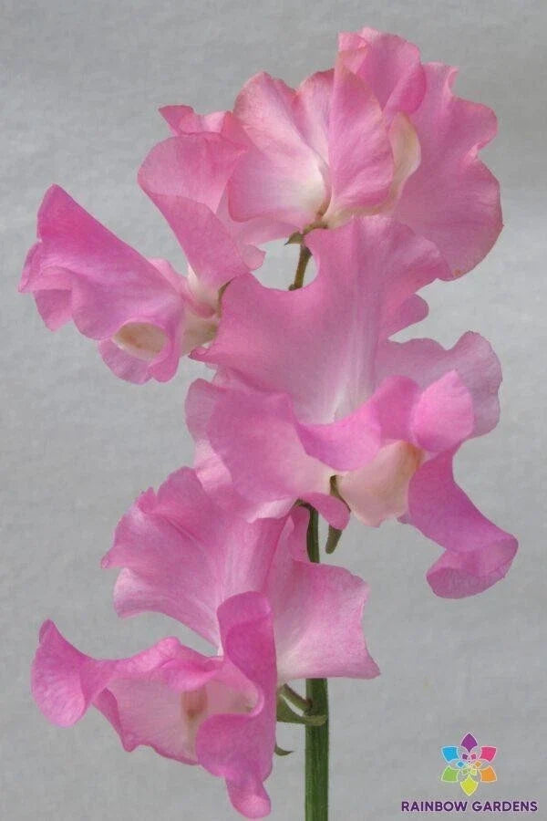 Sweet Pea Seeds - 50+ Pack - Heirloom Lathyrus odoratus Garden Variety for Climbing, Fragrant Flowers, Full Sun, USA