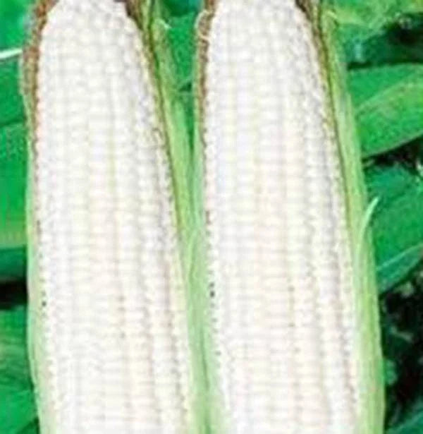 Heirloom Corn Seeds, White Stowell's Evergreen, Sweet Corn, Zea mays, 20+ Seeds for Fresh Eating & Canning