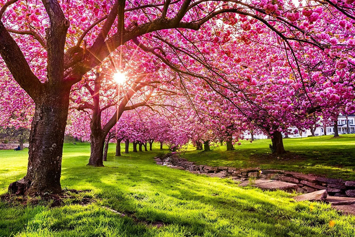 Japanese Flowering Cherry Blossom Seeds - Prunus serrulata Pink Blooms for Garden or Bonsai Planting, 25 Seeds