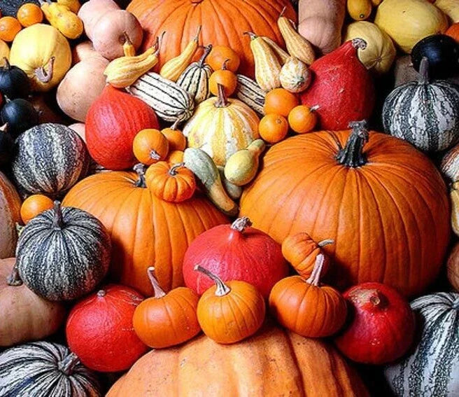 Pumpkin Seeds 12 Packs - Primo Pumpkin Patch Collection Cucurbita pepo