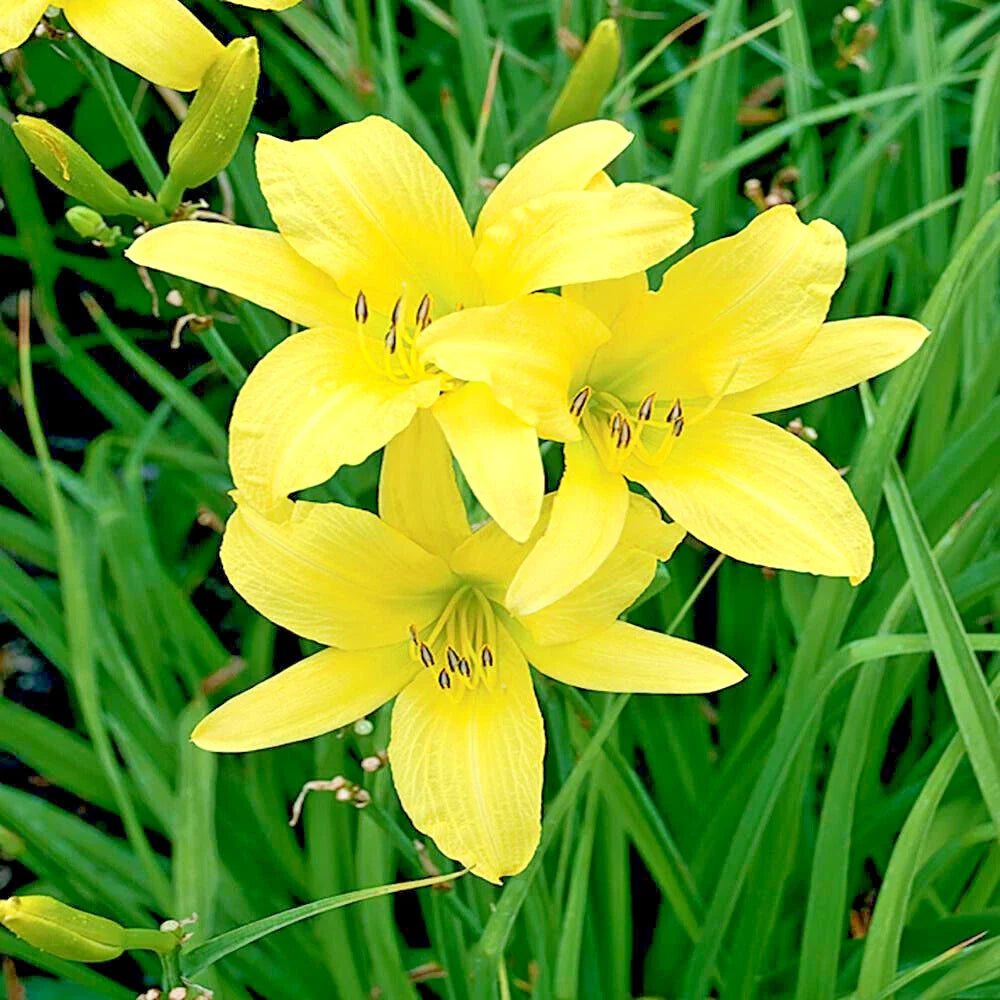 Daylily Plants - 25 Bare Root Hyperion Variety - Yellow Blooms for Garden Landscaping - Hemerocallis 'Hyperion'