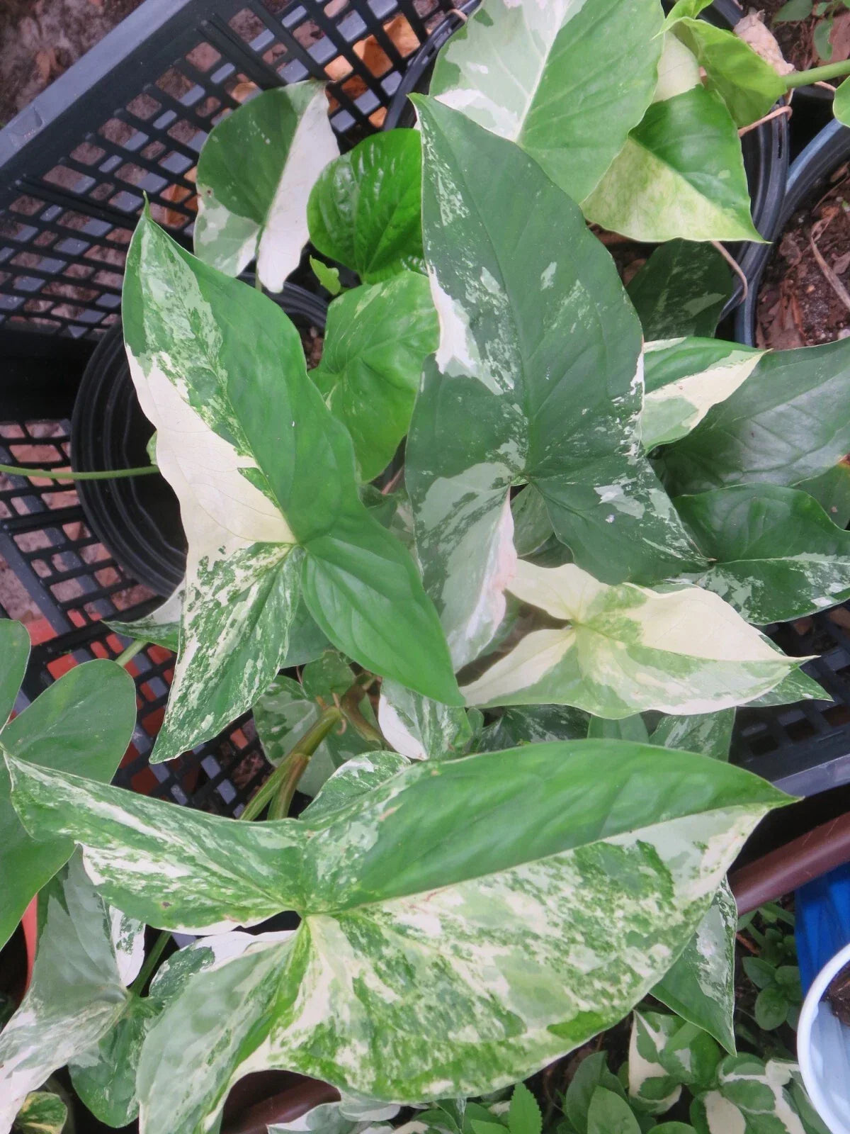 Variegated Syngonium Albo Podophyllum Cutting - Indoor Tropical Houseplant with White and Green Foliage