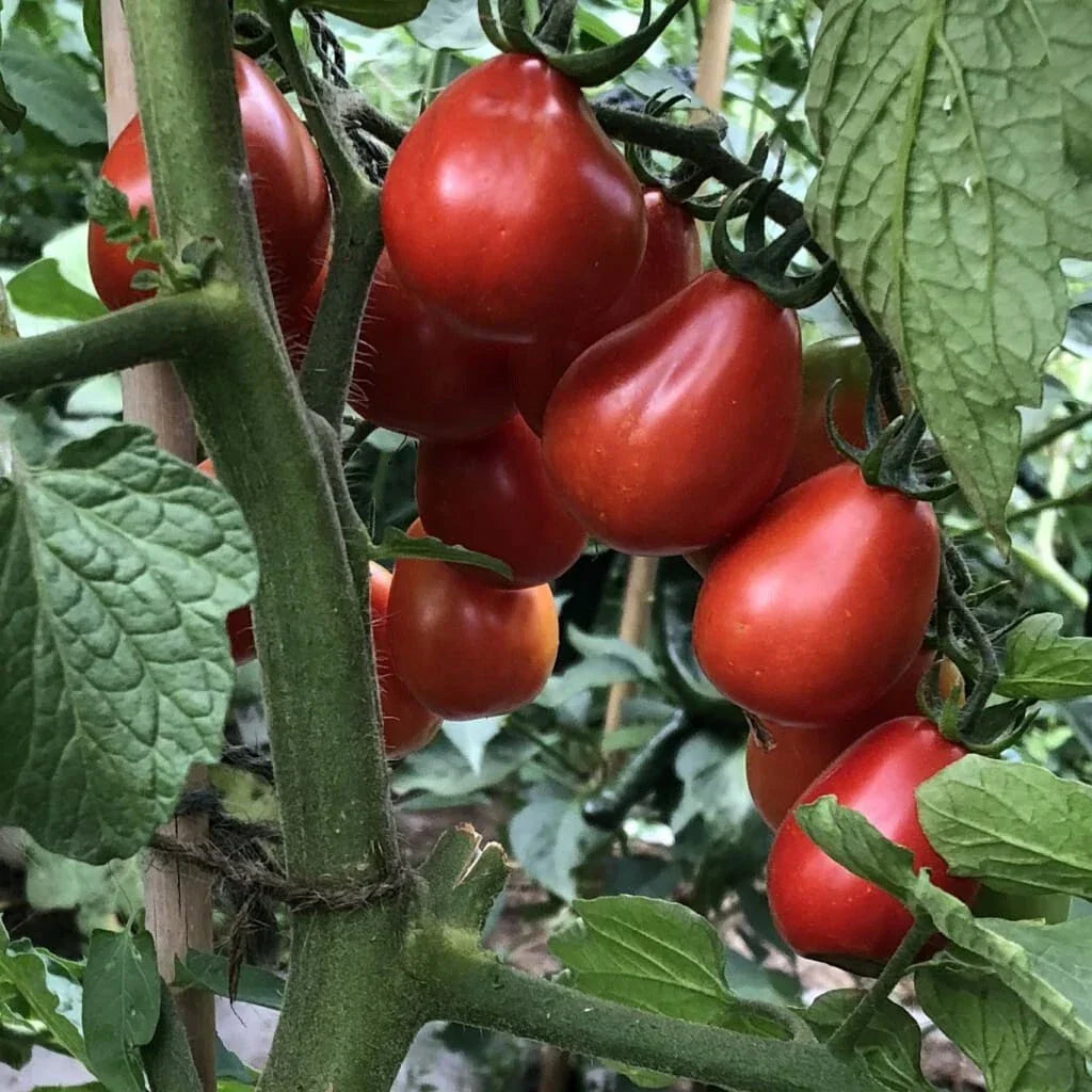 Napoli Tomato Seeds - 30+ Organic Heirloom Non-GMO Seeds for Home Gardening