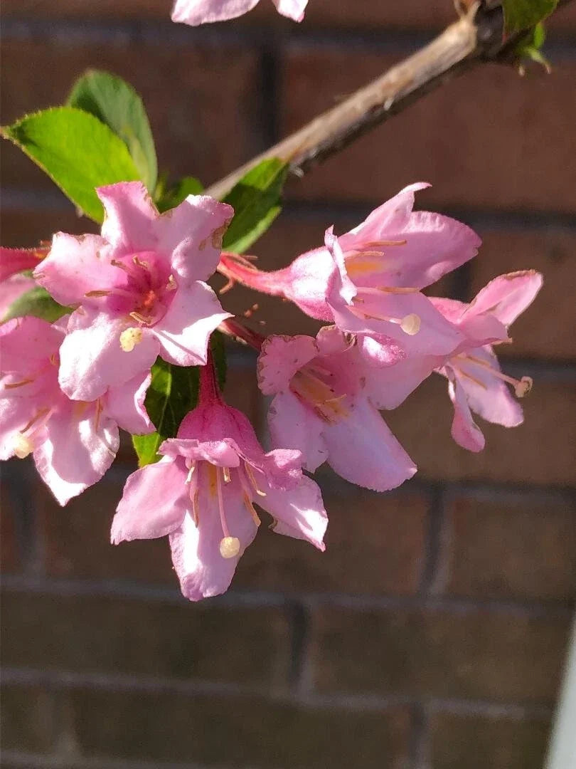 Pink Princess Weigela Cuttings – Hummingbird Attracting Weigela florida, 6-8" Live Plant Propagation