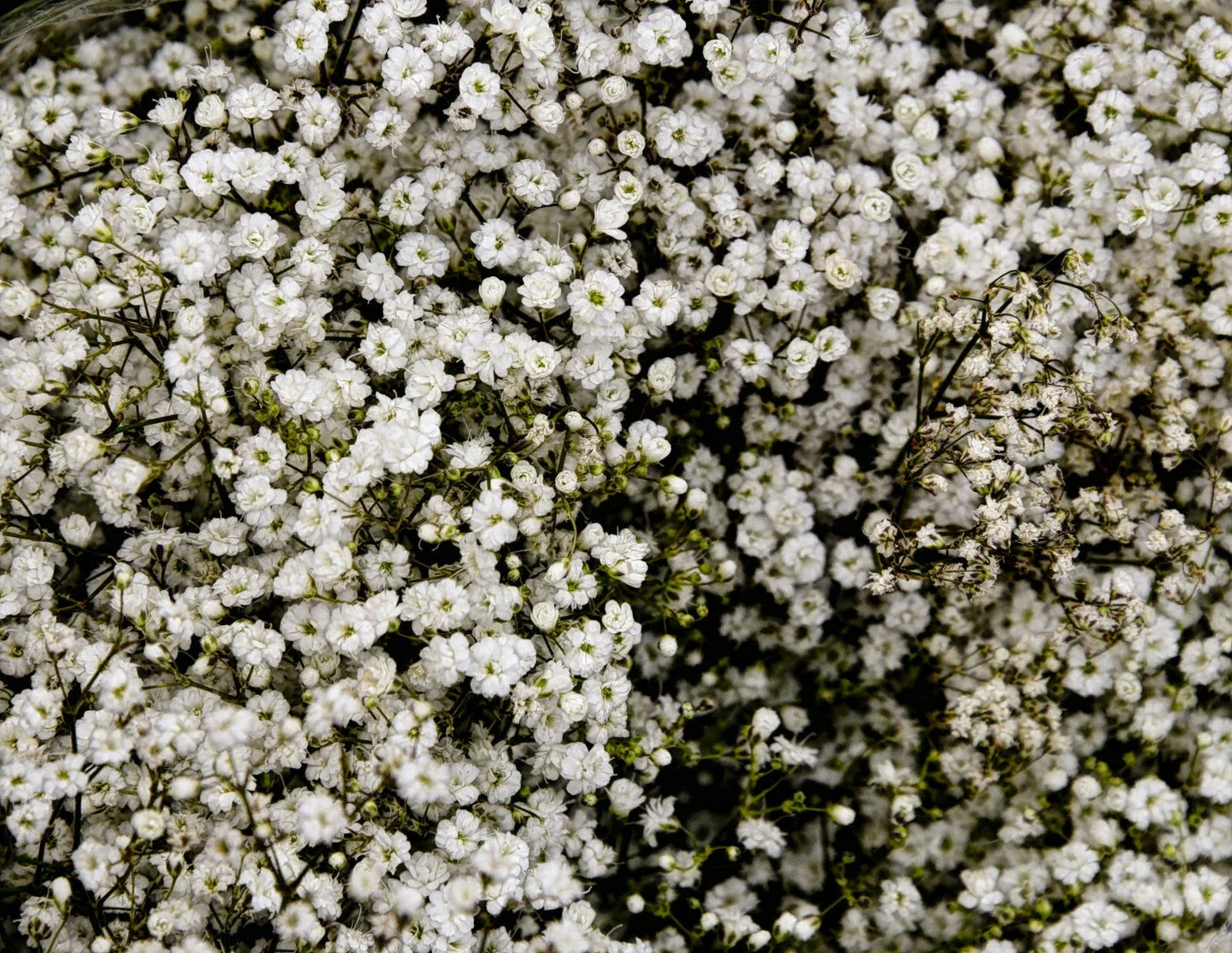 Baby's Breath Seeds 500+ Count White Gypsophila Elegans Drought Tolerant Flower Seeds for Gardens & Cut Arrangements