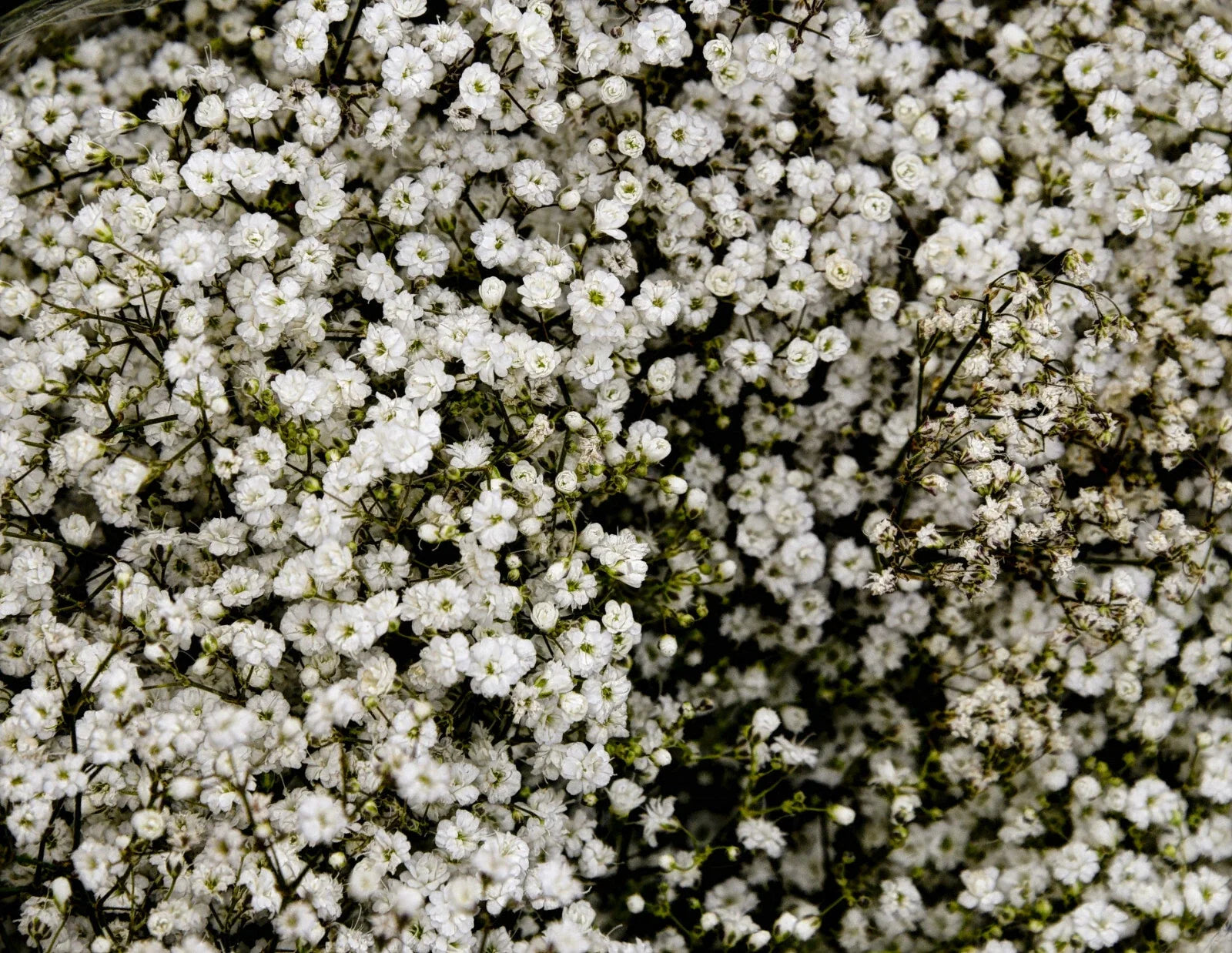 Baby's Breath Seeds 500+ Count White Gypsophila Elegans Drought Tolerant Flower Seeds for Gardens & Cut Arrangements