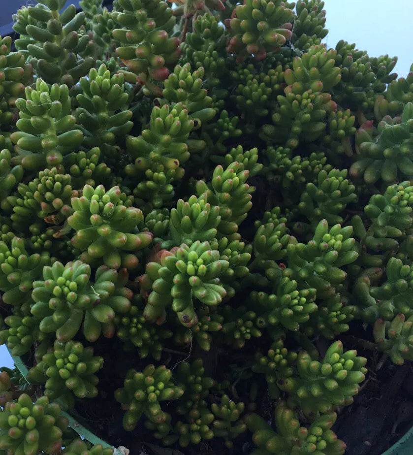 Hardy Christmas Jelly Bean Plant Cuttings - 10 Pieces Succulent Sedum rubrotinctum