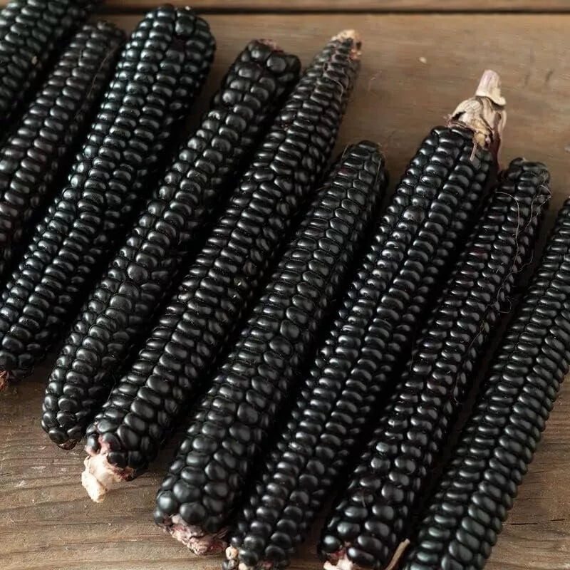 Midnight Black Corn Seeds - Non-GMO Zea mays Black Variety for Garden, Crop, or Cooking