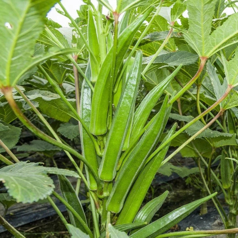 Bulk Clemson Spineless Okra Seeds – High Yield Vegetable Seeds for Gardening & Farming, Abelmoschus esculentus