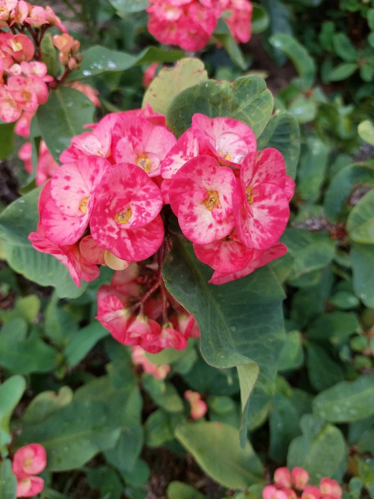 Euphorbia Milii Thai Hybrid 10" Unrooted Cutting Crown of Thorns Rare Succulent with Large Blooms
