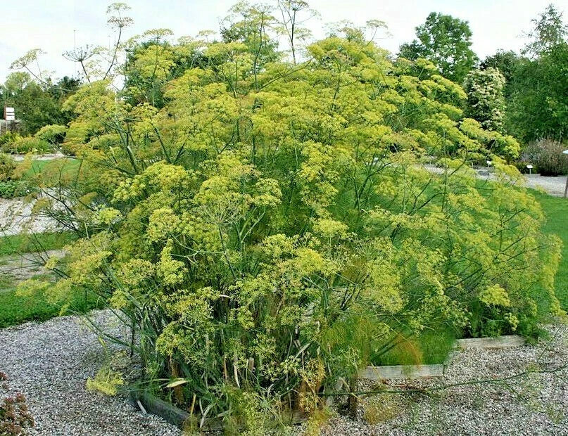 Fennel Seeds 100 Pack with Fern-Like Foliage, Yellow Flowers, Licorice Flavor, Foeniculum vulgare