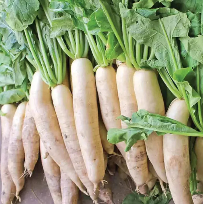 White Daikon Radish Seeds - 300+ Non-GMO Vegetable Seeds for Garden, Raphanus sativus, Fast-Growing, Full Sun, Easy to Grow