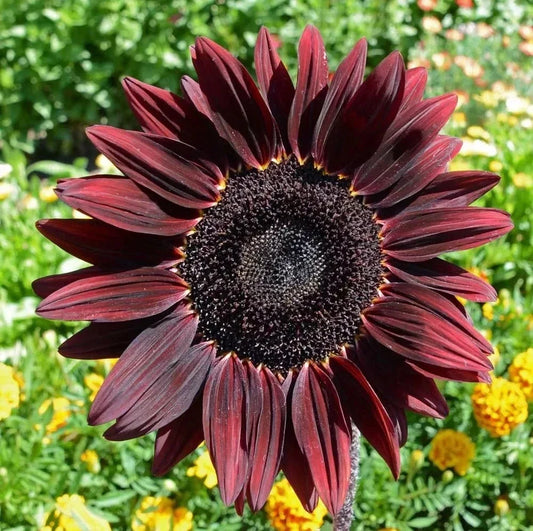 Chocolate Cherry Sunflower Seeds - Heirloom Organic Non-GMO, Helianthus annuus, Rare Dark Burgundy Blooms, Full Sun, 50+ Seeds