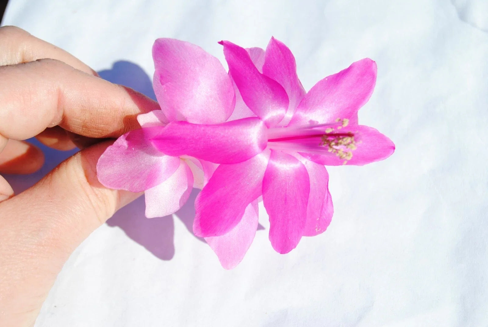 Christmas Cactus Starter Plant - Small Schlumbergera Truncata - Pink & White Blooms - Indoor Houseplant - Vilha Velha Brazil