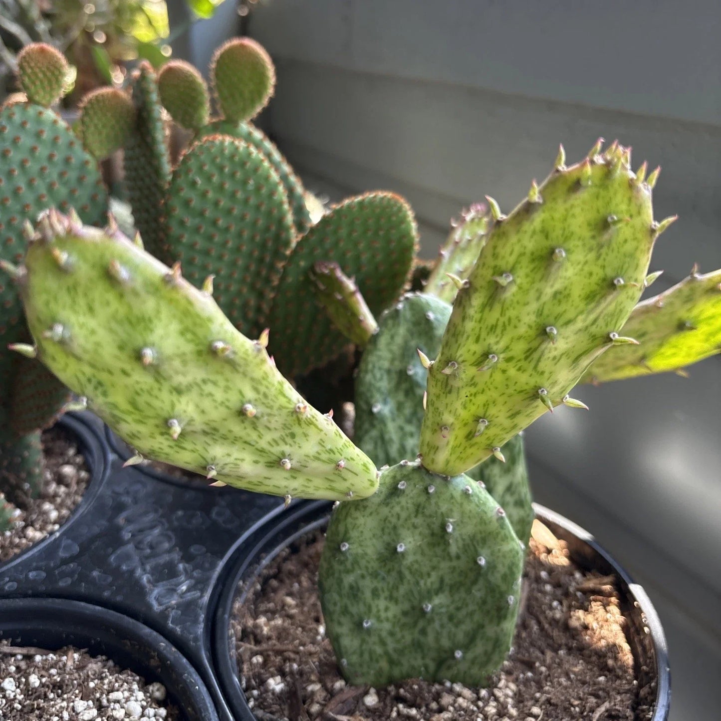 Rare Variegated Opuntia Cochenillifera Succulent Plant in 6" Pot, Well-Rooted Cactus for Indoor & Outdoor Gardening