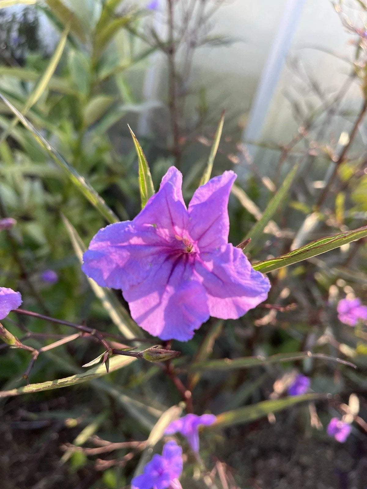 Flowering Mexican Petunia Cuttings - 12 Unrooted Stem Propagation Ruellia simplex for Garden or Indoor Planting