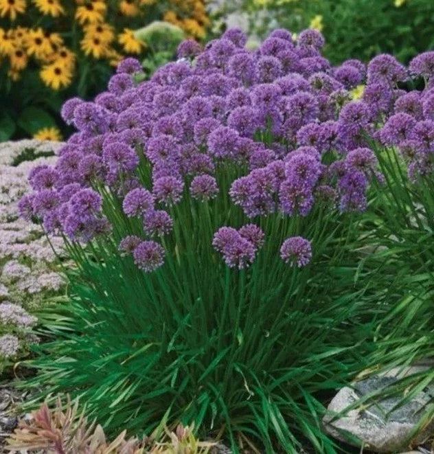 Allium Millennium Bare Roots Starter Plants – Perennial Bulbs for Garden Borders & Pollinator Attracting, 3 Pack