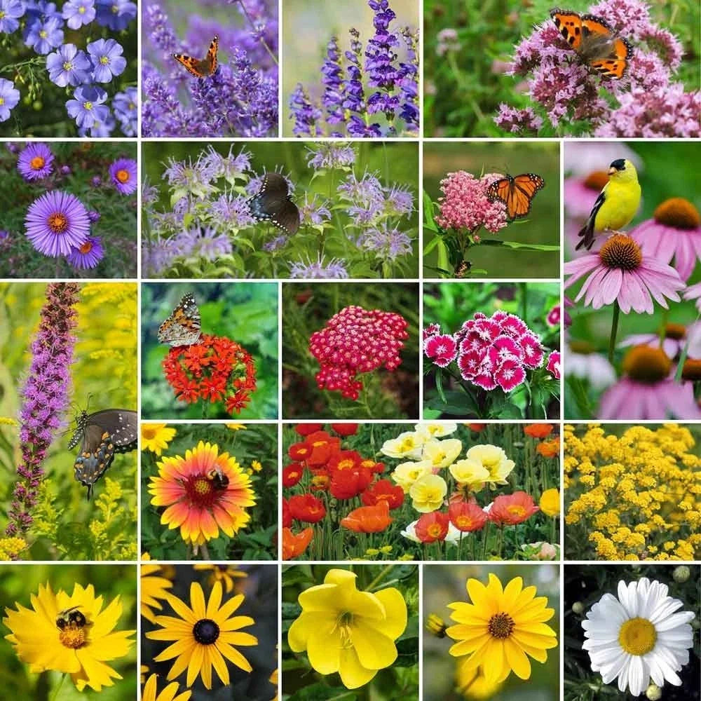 Mixed Perennial Wildflower Seeds Pack – 200 Assorted Native Flowers for Pollinators & Wildflower Gardens