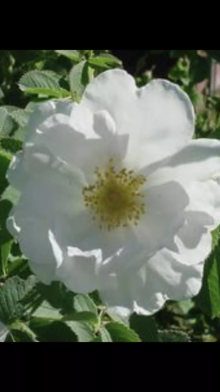 Fragrant Rosa Alba White Rose of York Shrub Rose Cuttings - 3 Pieces 6-8" Long