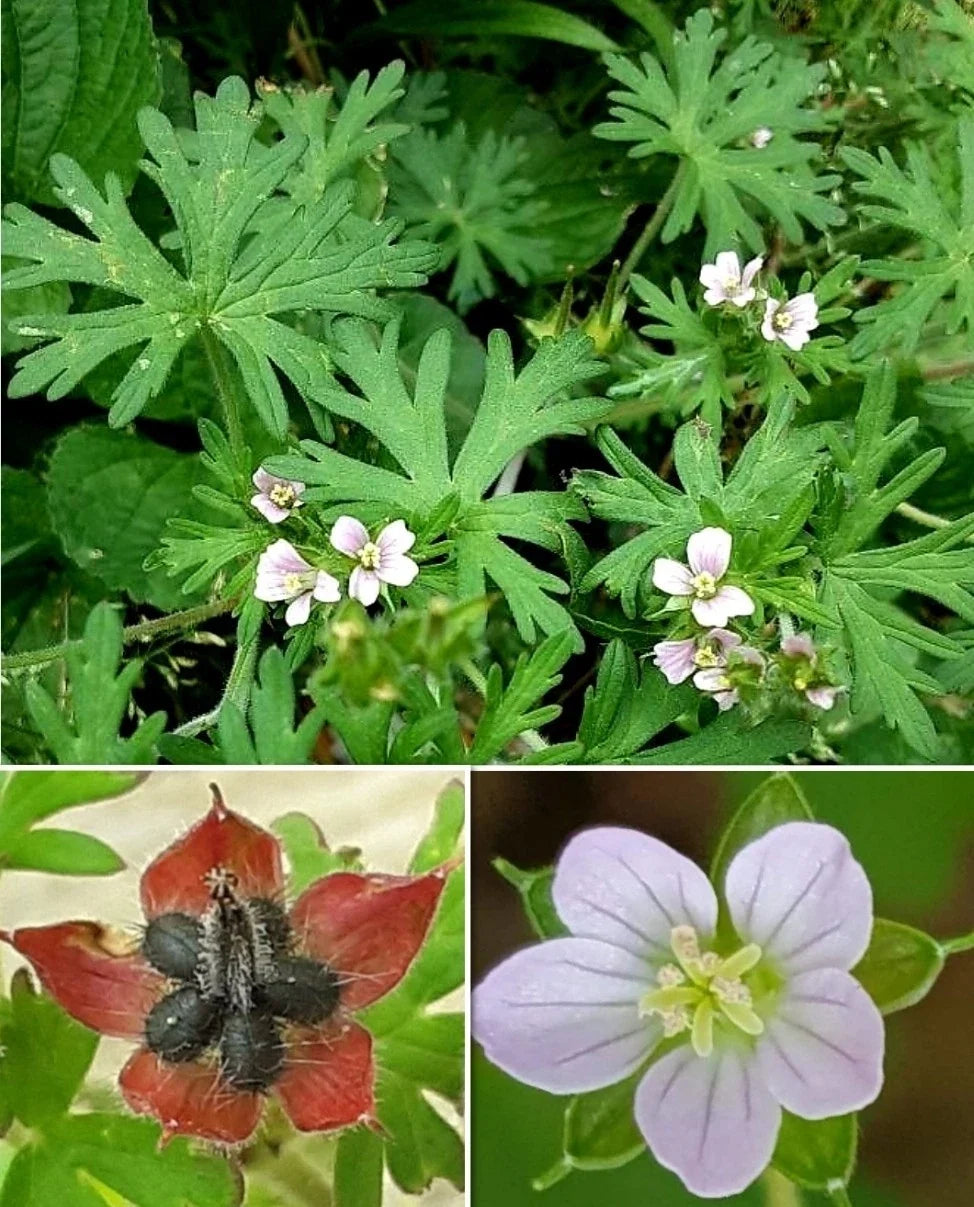 Carolina Geranium Seeds - 30+ Geranium carolinianum Herb for Borders, Wildflower Gardens & Containers