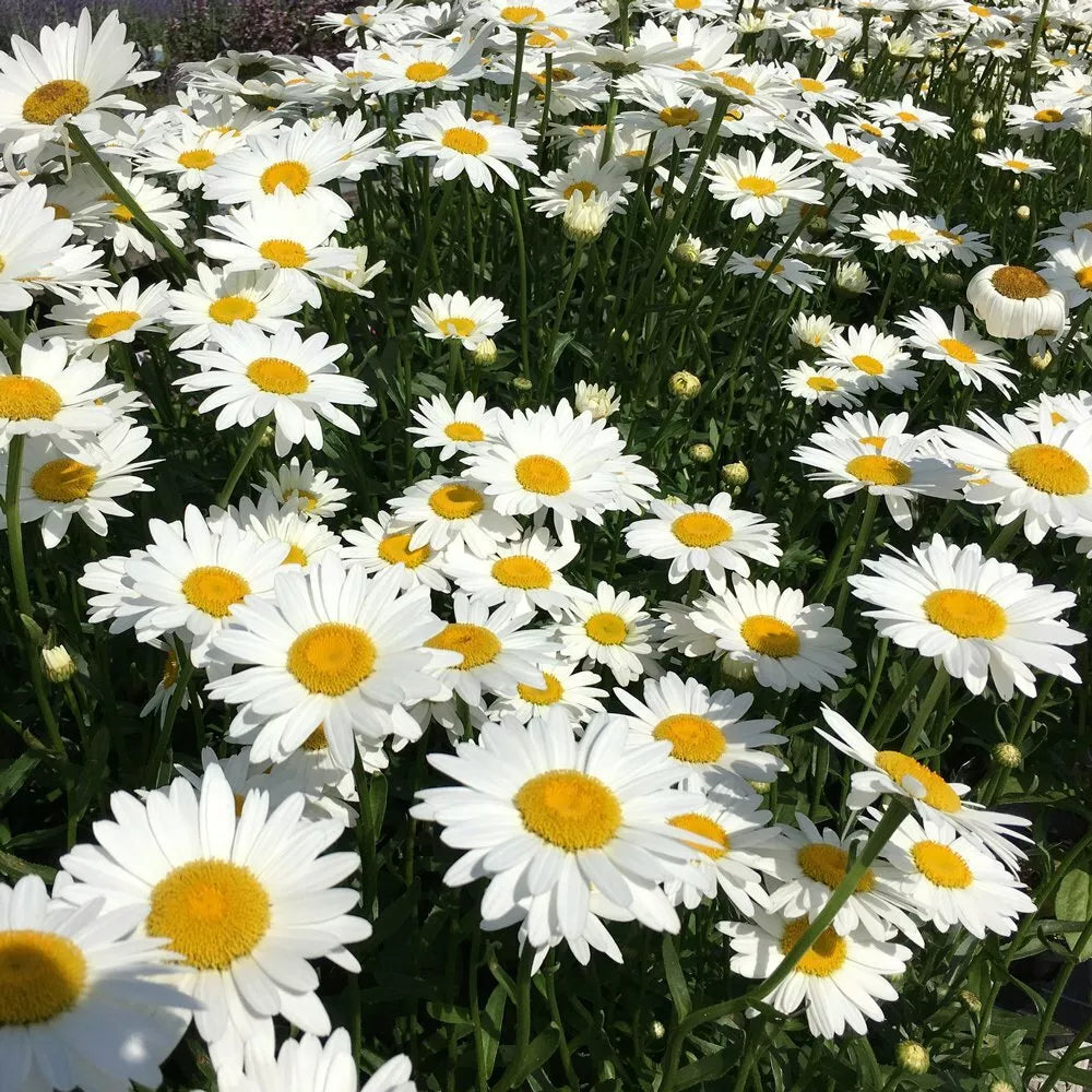 Shasta Daisy Seeds - 250+ Perennial White Flower Seeds - Leucanthemum × superbum - Easy to Grow Garden Seeds