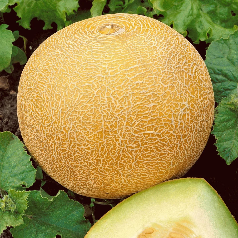 Organic Heirloom Cantaloupe Seeds - 40+ Cucumis melo Melon Seeds for Summer Garden, Juicy, Sweet, Non-GMO