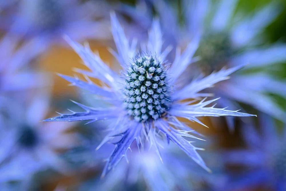 Blue Star Sea Holly Seeds - 25 Pack Eryngium Planting Seeds for Garden, Landscaping, and Cut Flowers