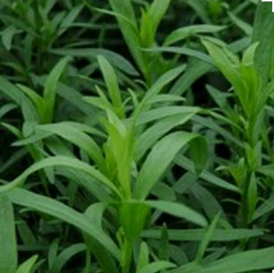 Tarragon Herb Seeds - Organic Non-GMO Open Pollinated - Artemisia dracunculus - Culinary Herb for Indoor & Outdoor Gardening