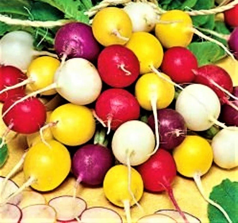 Radish Seeds - Crayon Colors Mix - Non-GMO Vegetable Seeds for Home Garden - Raphanus sativus