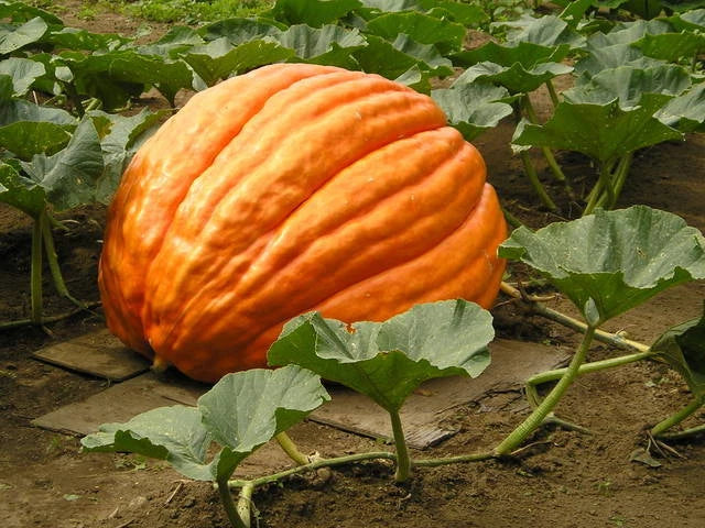 Giant F1 Pumpkin Seeds - Grower's Pack for Large Cucurbita pepo Pumpkins, Perfect for Carving & Fall Decor