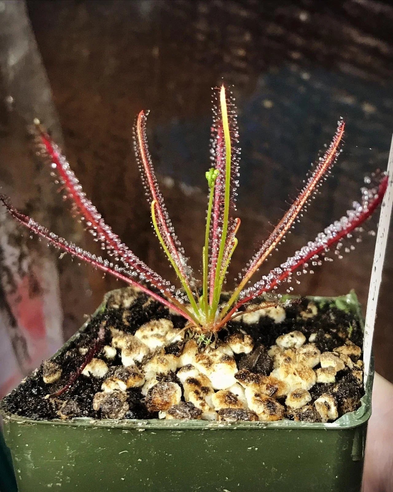 Drosera x hybrida Florida Sundew Potted Carnivorous Plant, Indoor Exotic Greenery