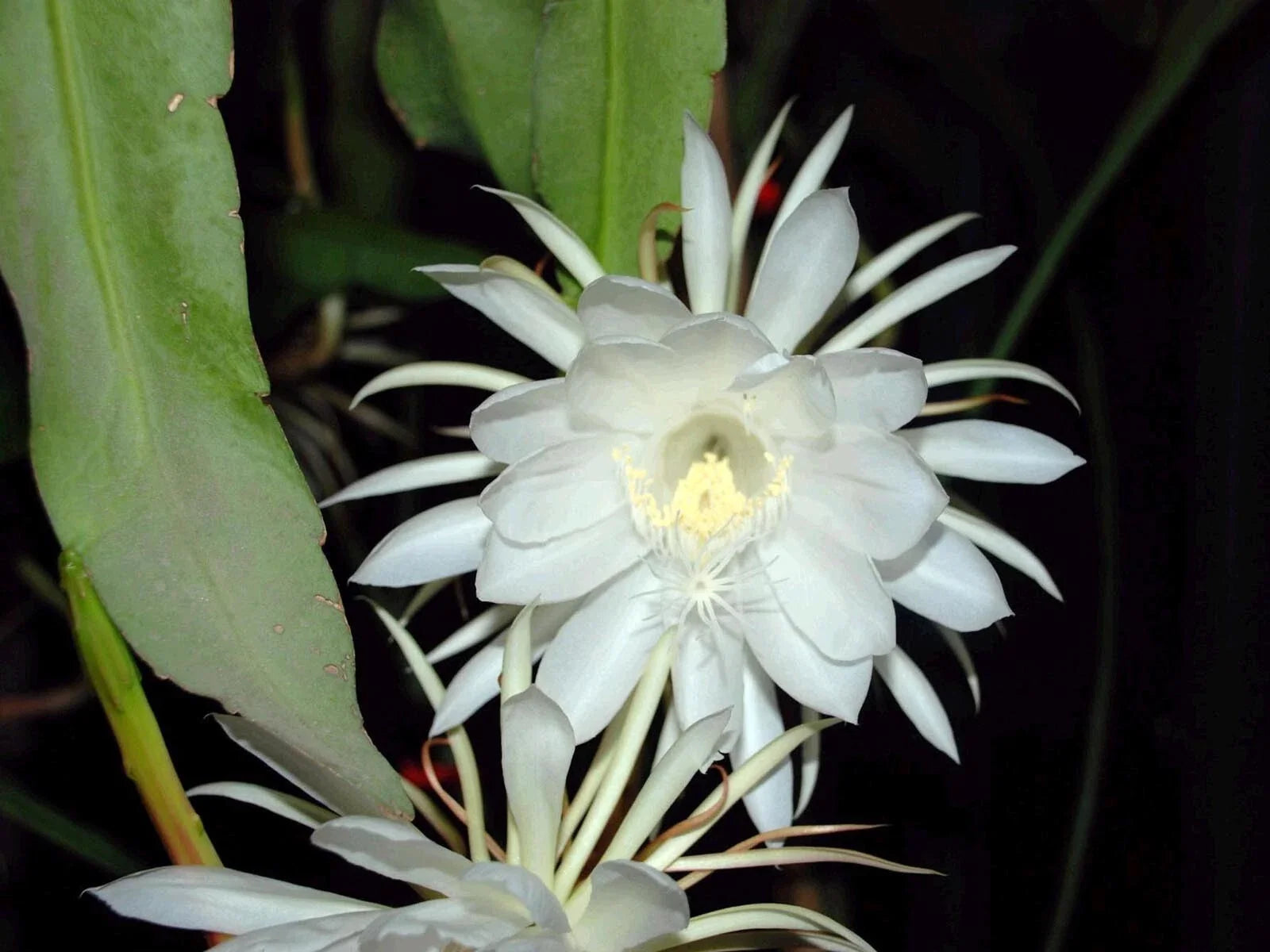 Epiphyllum Oxypetalum Live Plant - Queen of the Night Orchid Cactus - Fragrant Night Blooming Indoor Houseplant