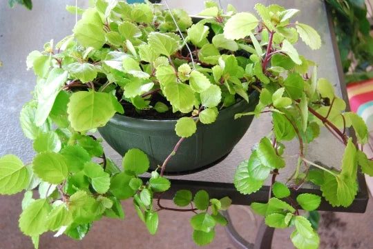 Plectranthus Australis House Plant - Rooted Swedish Ivy with Lush Green Foliage - Indoor Trailing Plant for Home & Office