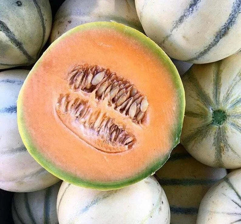 Charentais Cantaloupe Seeds – Heirloom French Melon Cucumis melo – Sweet Aromatic Flavor for Home Garden, 25+ Non-GMO Seeds