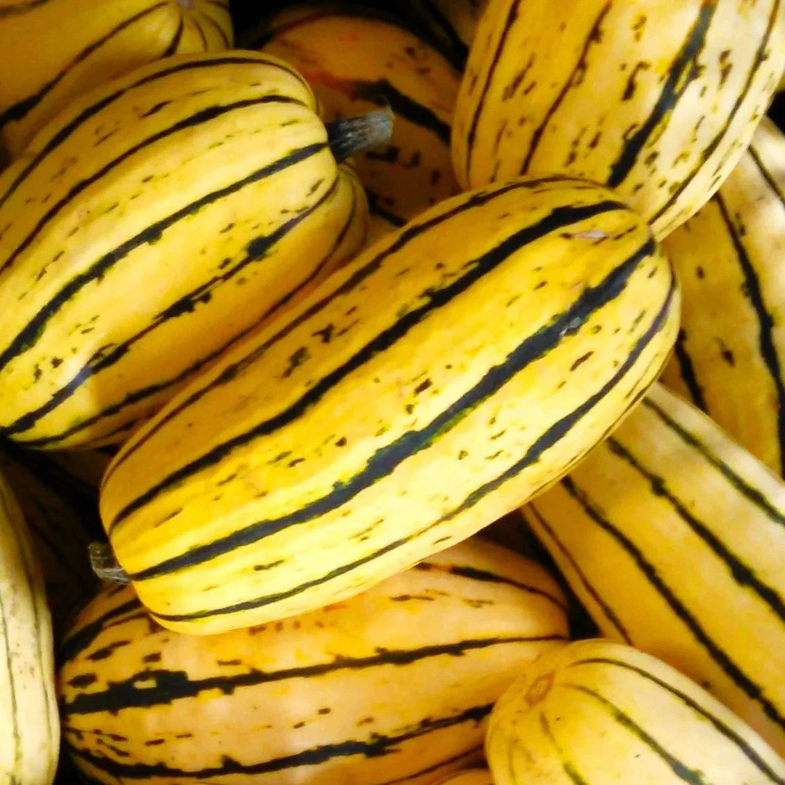 Delicata Squash Seeds - Organic Vegetable Seeds for Planting - Cucurbita pepo - Compact Bush Vines, 30+ Seeds