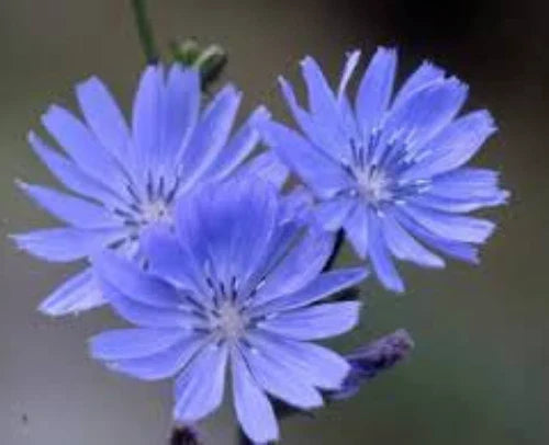 Chicory Seeds - 100 Seeds of Cichorium Intybus Wildflower Herb Coffee Substitute